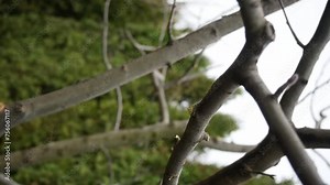 Spring pruning of trees. A man wearing gloves uses pruning shears.