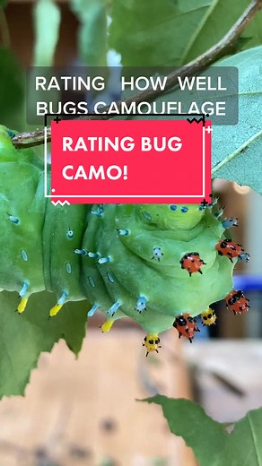 Rating Bug Camo!