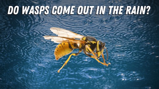 Do Wasps Come Out in the Rain? Can Wasps Fly When Wet
