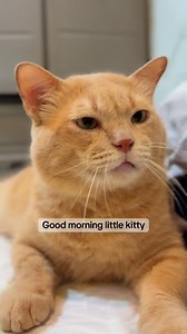 Alarm clock ⏰. #cat #catlover #meowmyminminofficial #fyp | Meowmy Min-Min Official