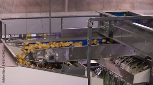 A video demonstrates the automated sorting and processing of potatoes in a factory, highlighting fresh produce and efficient machinery for industrial operations in the food processing industry