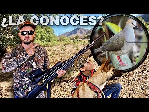 Cacería de PALOMA BARRANQUEÑA con Rifle PCP