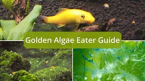 Golden Algae Eater: Everything You Need To Know - Lionfish Lair