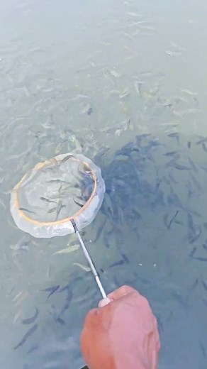 Where it all began 🎣 This takes me back. The first cast, the first catch... small ponds are where countless fishing journeys start. It’s where you learn patience, wonder, and a love for the water. What was your first fishing spot? | Fishtastic Village Fishing