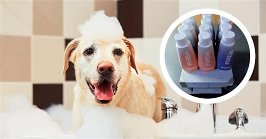 Liquid meth smuggled inside dog shampoo bottles at LAX