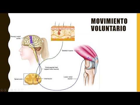 Funcionamiento del sistema nervioso ( Movimientos)