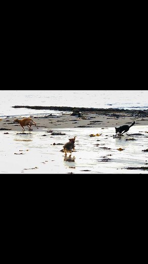 Sighthounds #sighthound #nickdrake | Steve Watson