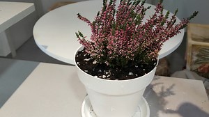 1.2K views · 153 reactions | Aprende a cultivar esta maravillosa planta que es el brezo o Calluna Vulgaris. Una planta que nos dará flores durante el otoño en invierno. Si tienes alguna de estas plantas, puedes postear sus fotos y recuerda seguirme en mi página de Facebook: https://www.facebook.com/plantasyjardinesoficial | Plantasyjardines | Facebook