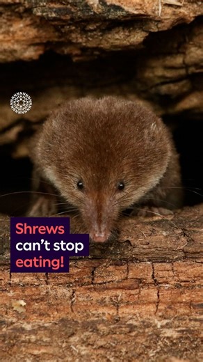 How much can you eat in a day? 🍰🥪 Here’s an animal that could out-eat the biggest glutton…but it’s not a tiger, whale or even a pig. Meet the competition in this week’s #SurprisingScience 🍽️🪱 #Food #NaturalHistory #Shrew #Science #Biology #Hungry #NaturalHistoryMuseum | Natural History Museum, London