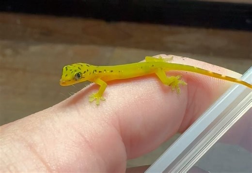 翡翠拟壁虎 Pseudogekko smaragdinus