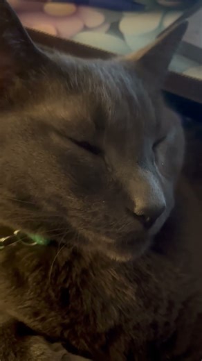 Goose the Cat Purrs Loudly While Getting Head Scratches #CuteCats #ASMRPets #RelaxingSounds #cute