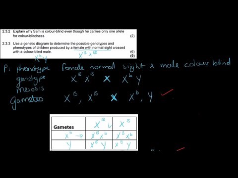 Gr 12 Life Sciences Genetics and Inheritance Part 5 Sex determination Questions
