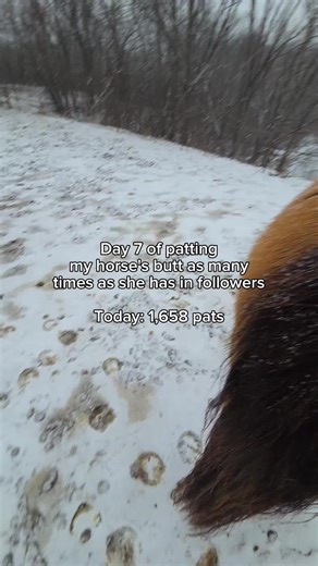 The Joy of Giving Pats to Horses
