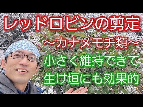 【レッドロビンの剪定(カナメモチ)】よく伸びる木をコンパクトかつ柔らかく維持する手入れ方法(2023年2月)🌳🤲