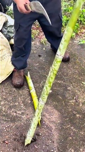 cutting a long yellow bamboo precisely using a professional manual sharp metal knife in outdoor