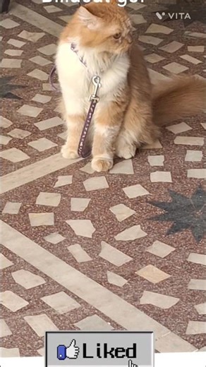 #cat #petcareprovider #pets #funny #cute #catshealth #growwithcats