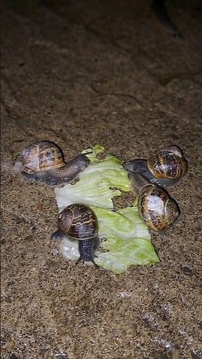 Slugs and Snails Eating Lettuce (Fast Time-lapse)