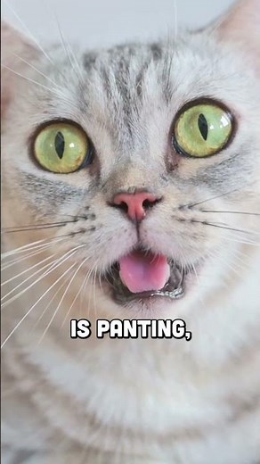 Heart Disease in Cats