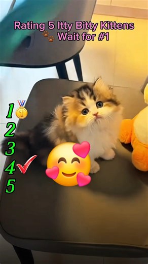 Rating 5 Teeny Tiny Kittens (Wait for #1 🥰) #shorts #cutecats