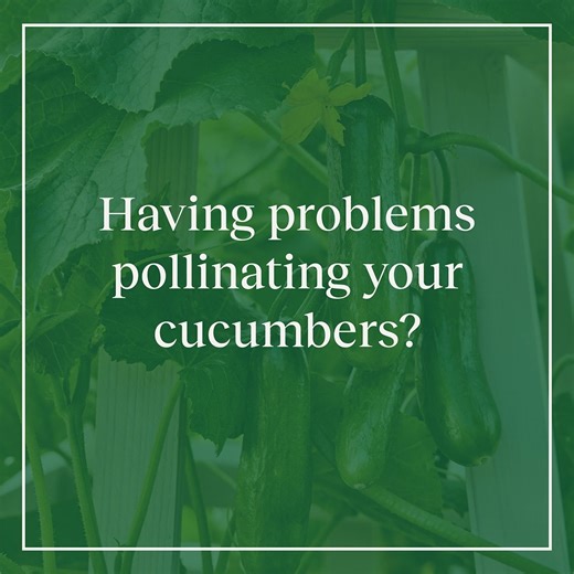 6.5K views · 55 reactions | Pollination problems? Here’s the scoop:...
