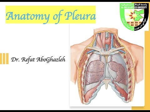 Anatomy of Pleura