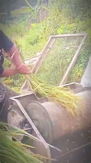 Collecting Rice Seeds Alone with Traditional Tools 🌾 | Peaceful Village Life #Shorts