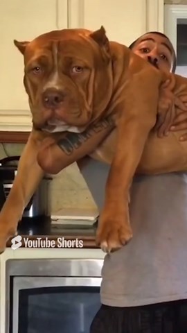 Meet my beautiful and devoted family of loyal pit bulls