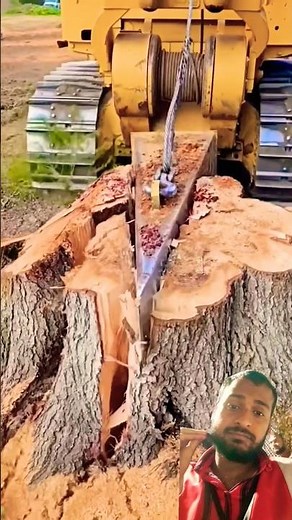 The Lumberjack's Lament: A Hilarious Ode to Logging & Firewood #wood #logging #firewood #forestry