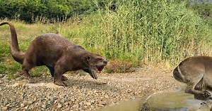 The ancient megafauna moment when otters became enormous