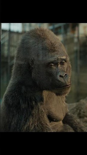 "Draw What You Dream" 🎨🦍 | The One and Only Ivan (2020) Heartwarming Freedom Scene