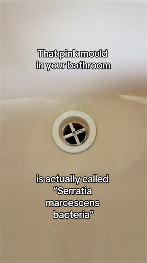 The Pink mould in your bathroom is not actually mould - it’s a bacteria! You don’t need bleach, just the Rubbedin Magic Universal 6in1 Cleaner Concentrate and scrub, scrub, scrub. #pinkmould #bacteria #cleanbathroom #magiccleaningproducts #universalcleaner | Magic Cleaning Products | Facebook