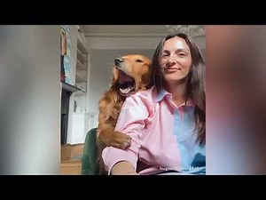 Ultimate Funny Dog Video Compilation | Hilarious Moments You Can't Miss!