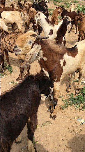 Beautiful Goats Gathering in the Farmyard 🐐✨