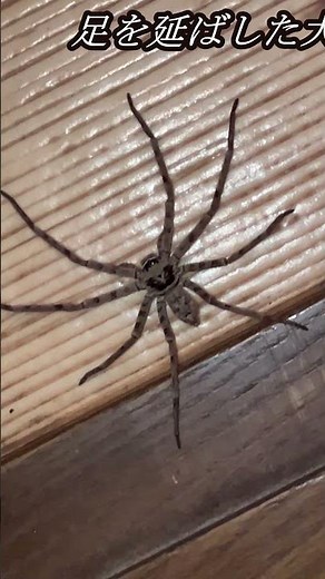 日本最大級のアシダカグモ【雄】 #日本最大級のアシダカグモ