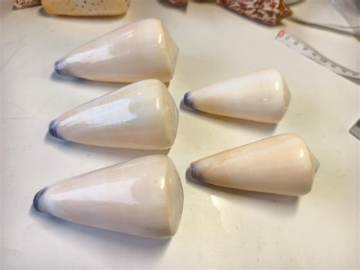 Conus Virgineus 7.7–8cm Virgin Cone Shell Natural Large Sea Shell Coastal Decor - Etsy