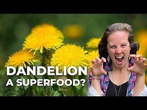 Dandelion Healthy Recipes: Harvesting and Using Roots,Flowers and Leaves