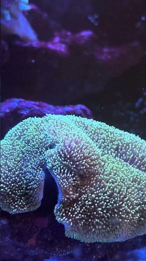 Soft Coral Collection 🌿✨ | Easy, Colorful & Perfect for Every Reef Tank #softcoral #aquarium #reef