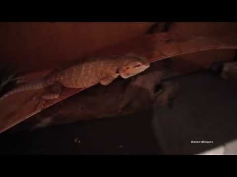 How Bearded Dragons Sleep