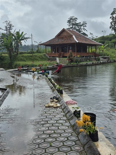 bathing in a swamp with lots of fish | Fish