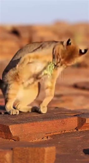 African Golden Cat vs Painted Reed Frog on the a jagged Saharan hamada of sun-baked rock