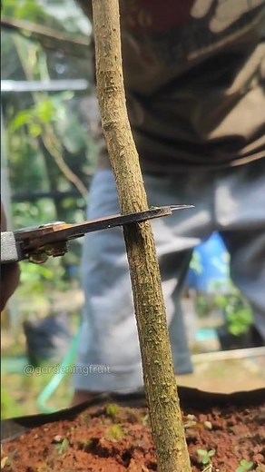 grafting mango tree rootstock #gardeningfruit #graftingtechniques #relaxing #shorts