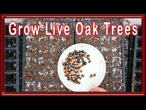 Grow Live Oak Trees From Seed 2021