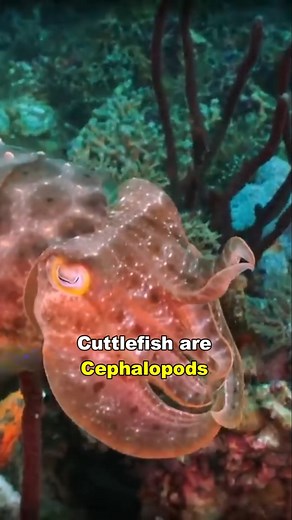 1.1K views · 31 reactions | How Cuttlefish Hypnotize Their Prey #cuttlefish #wildlife #documentary | Nature Lens | Facebook