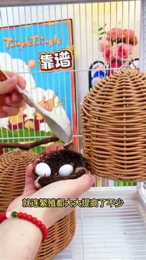 Amazing Parrot Nest House 🦜😍 #shortsCute Bird Cage Setup Idea 🏡✨Amazing Parrot Nest House 🦜