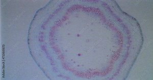 VHS recording of cotton stem under a microscope with moving germs, microbes and bacteria. Infected view. Documentary microscopic view of plant cells for botanic education. Cotton under a scope. A plan