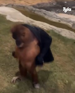 2.6M views · 10K reactions | This cheeky Orangutan has great taste 獵 | LADbible Australia | Facebook