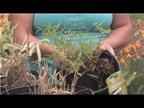 Bamboo Plants : How to Cut Down Bamboo