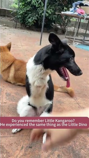 Do you remember Little Kangaroo? He experienced the same thing as the Little Dino