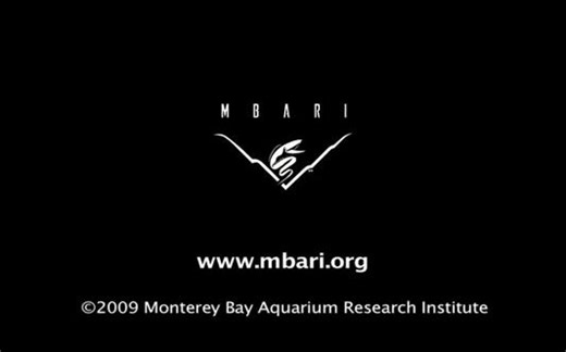 深海生物 大鳍鱿鱼 Bigfin Squid