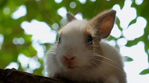 Cute Bunnies Close-up Footage Rabbit Bunny Stock Footage Video (100% Royalty-free) 1107394435 | Shutterstock